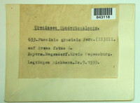 Puccinia graminis image